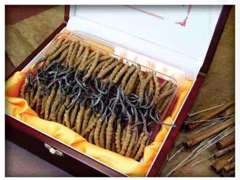 温江冬虫夏草回收